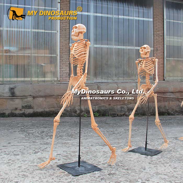 Human-skeletons-3