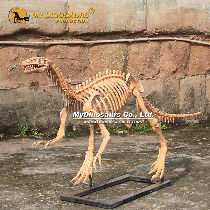 Coelophysis-Skeleton-2