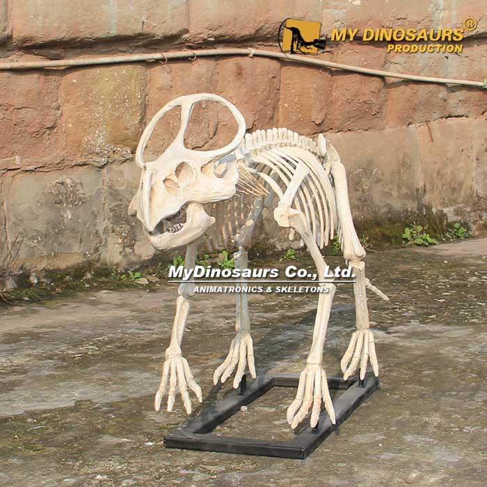 Protoceratops-Skeleton-2