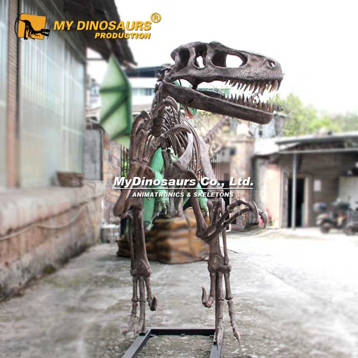 Utahraptor-skeleton-1