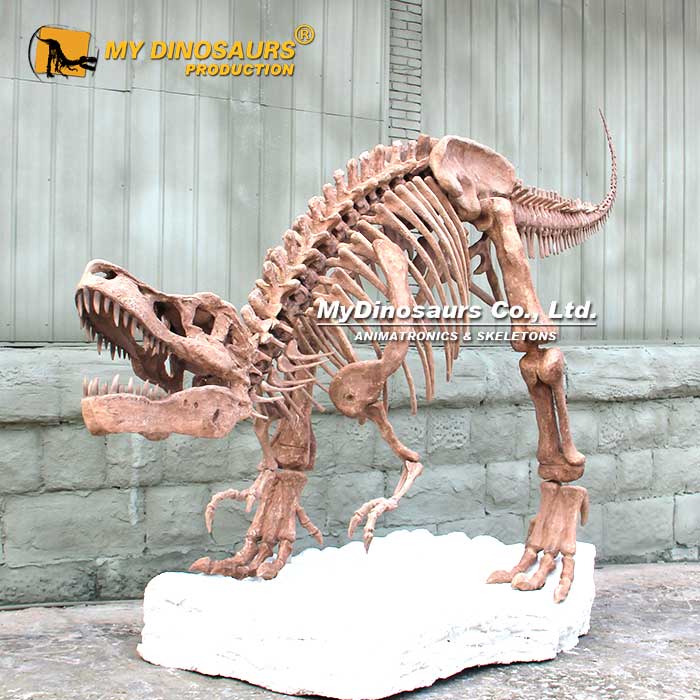 T-Rex-skeleton-with-base-3