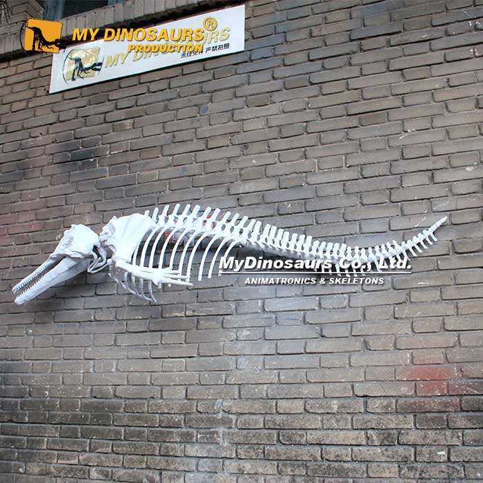 Wall-Mounted-Dolphin-Skeleton-1