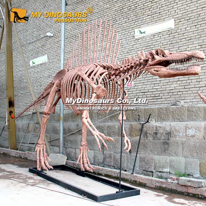 Spinosaurus-skeleton