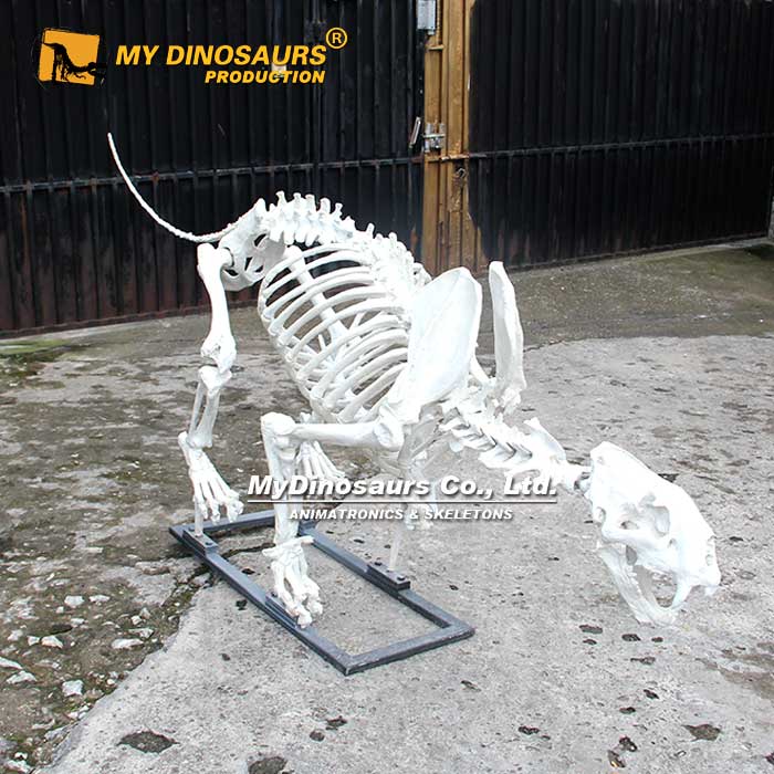 Lion-skeleton-2
